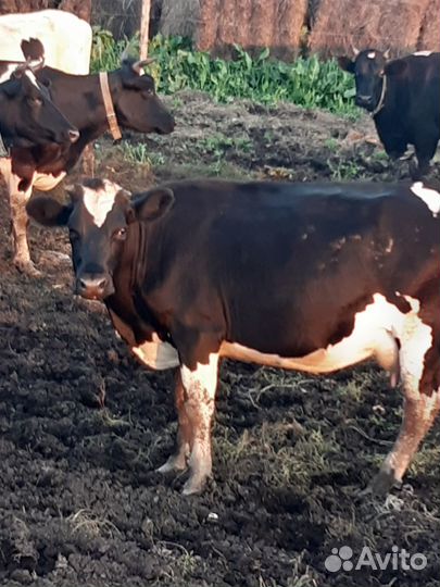 Корова дойная