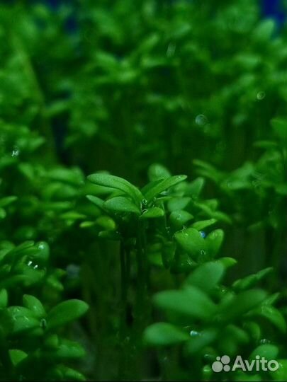 Микрозелень