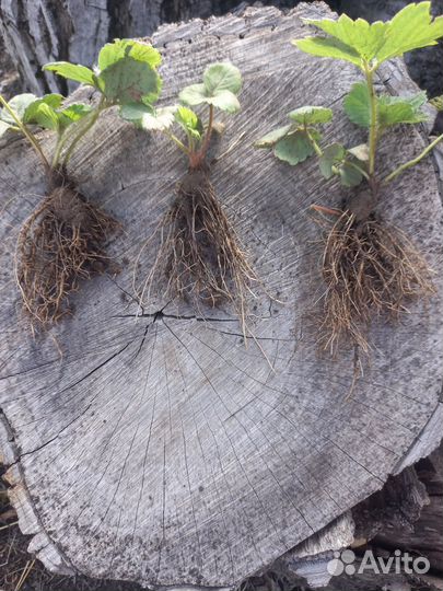 Продажа саженцев клубники