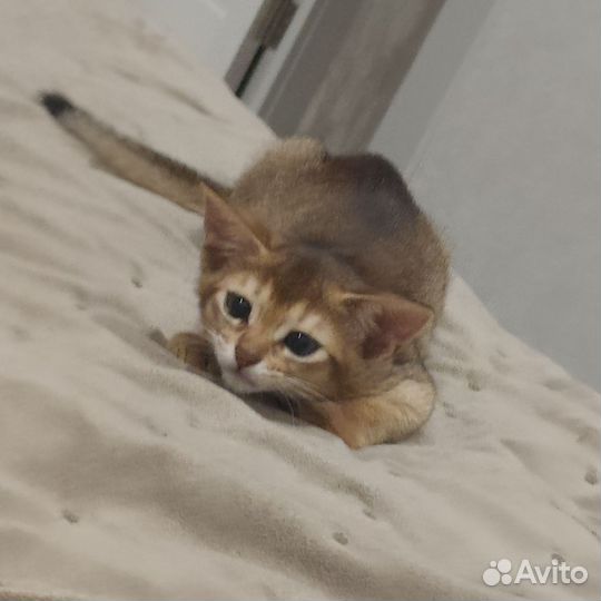 Абиссинская кошка
