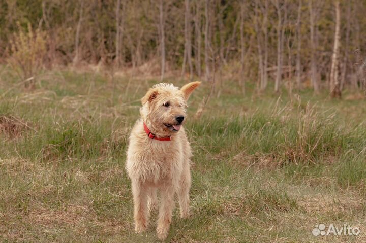 Отдам в добрые руки