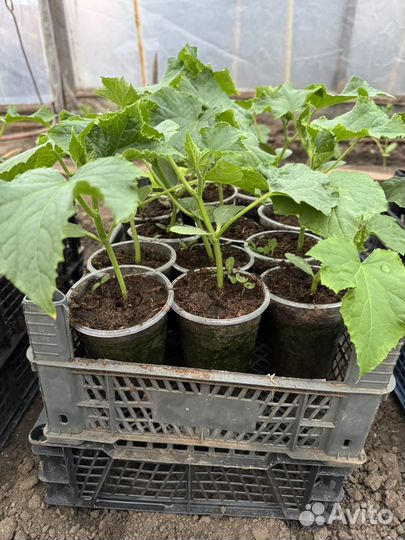 Рассада огурцов