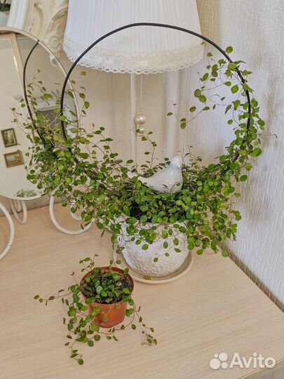 Мюленбекия