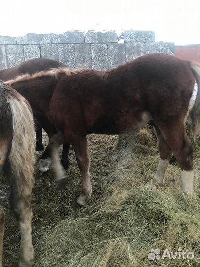 Продам жеребят