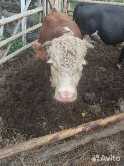 Бычки и быки, телки, 1 год, корова