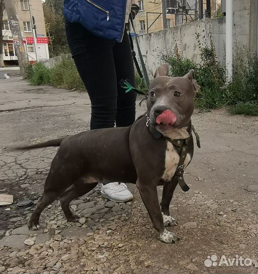 Питбуль в добрые руки