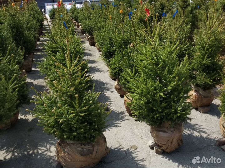 Ель сибирская от 90 до 190 см