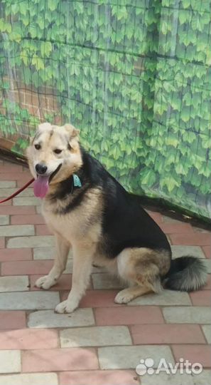 Восточноевропейская овчарка(метис)