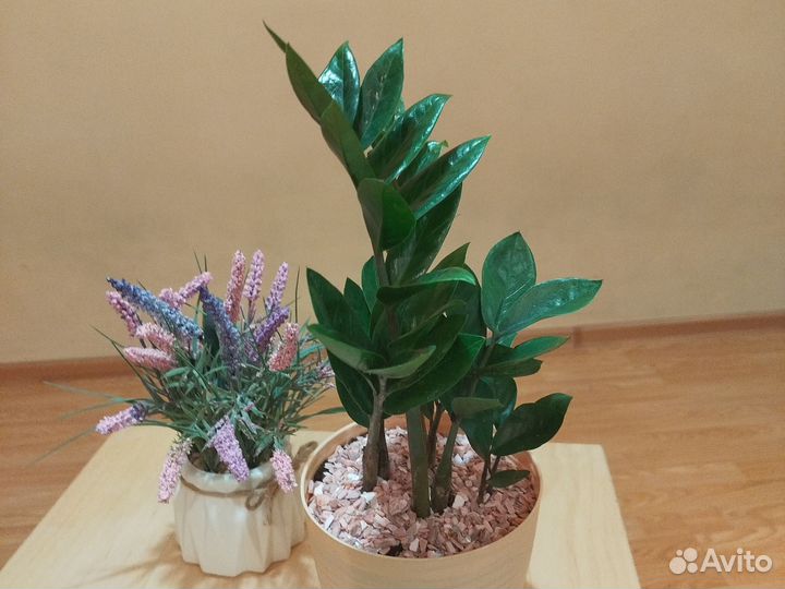 Замиокулькас,остались только 2 растения