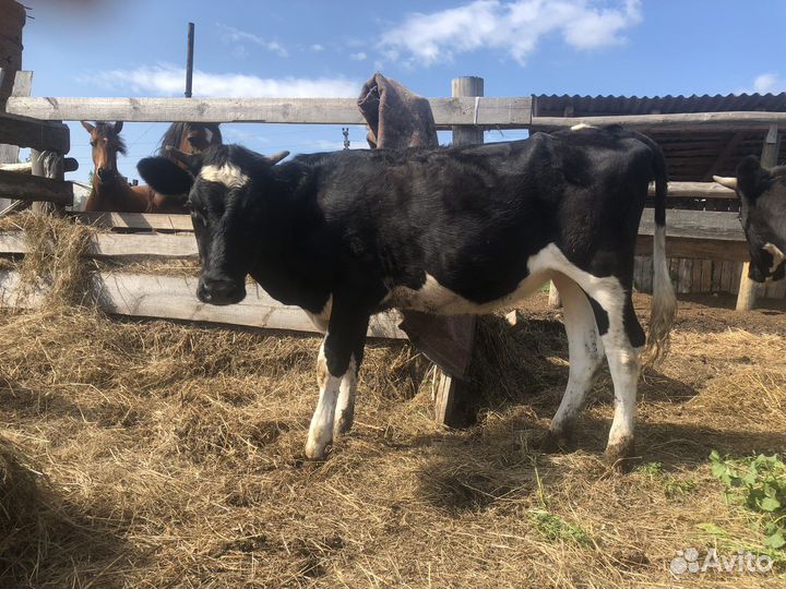 Телка и бык