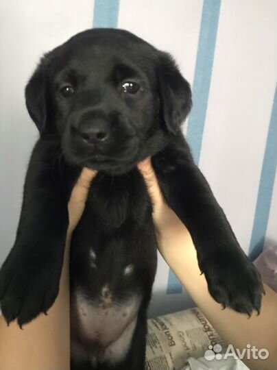 Щенки лабрадора