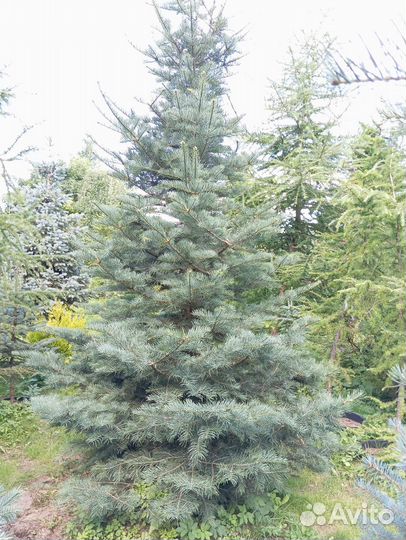 Пихта одноцветная