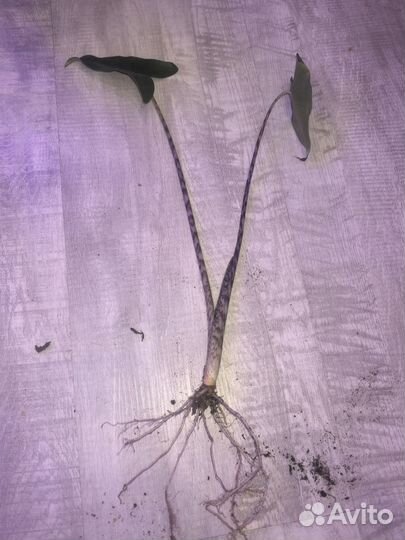 Алоказия сибериан Тайгер