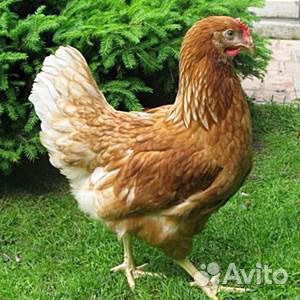 Куры Браун и Корал