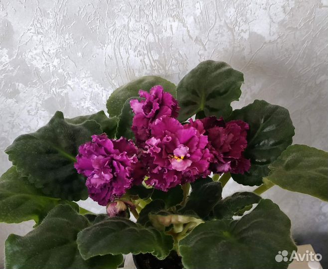 Детки сортовых фиалок