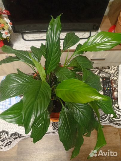 Спатифиллум