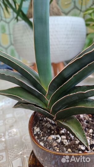 Сансевиерия робуста