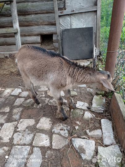 Продам козлёнка