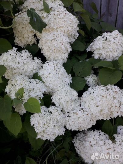 Гортензия, хризантемы