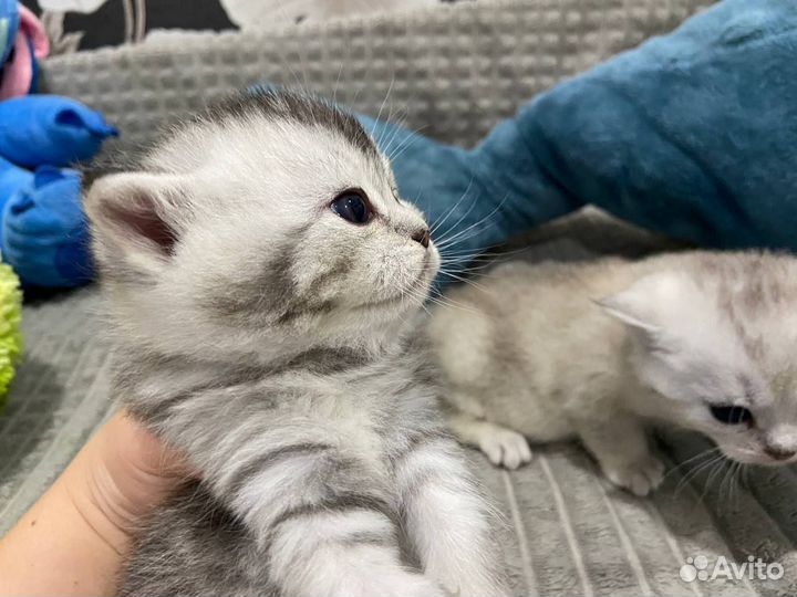 Британская кошка