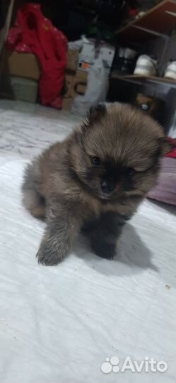 Померанский шпиц мини