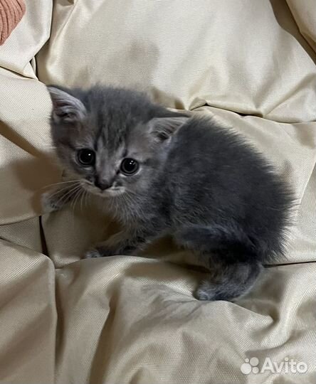Продам котят британцев