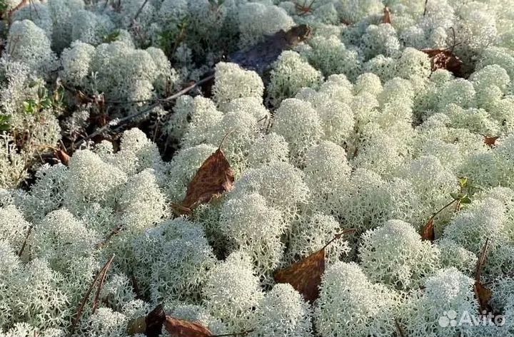 Мох ягель сбор 2024