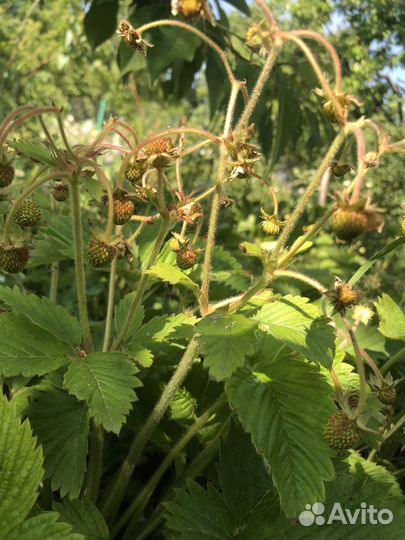 Земклуника Пенелопа саженцы