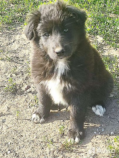 Собаки бесплатно в добрые руки щенки