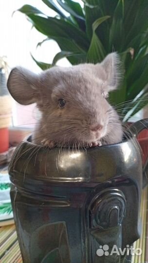 Серебристая шиншилла 