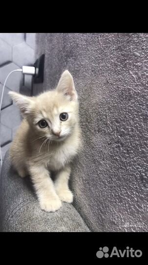 Рыжий котенок