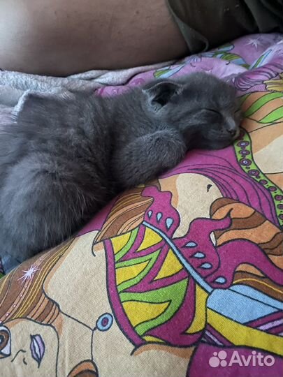 Шотландская вислоухая девочка