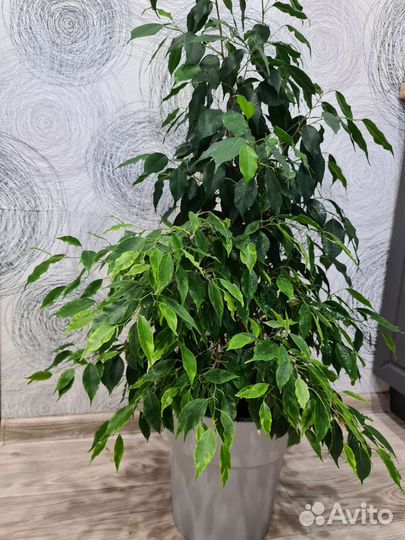 Фикус бенджамина большой