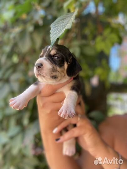 Щенки бигль