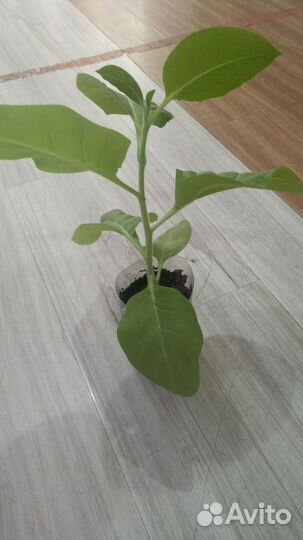 Рассада табака