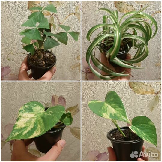 Комнатные цветы