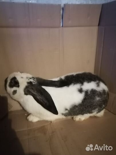 Рабочий Крол