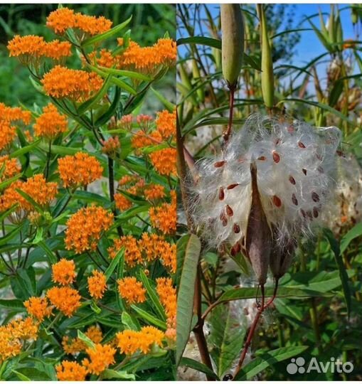 Сапонария базиликолистная, ваточник