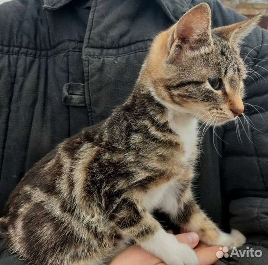 Кошечка, в добрые руки