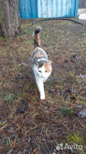 Две кошечки, девочки. Подростки. 5-6 месяцев