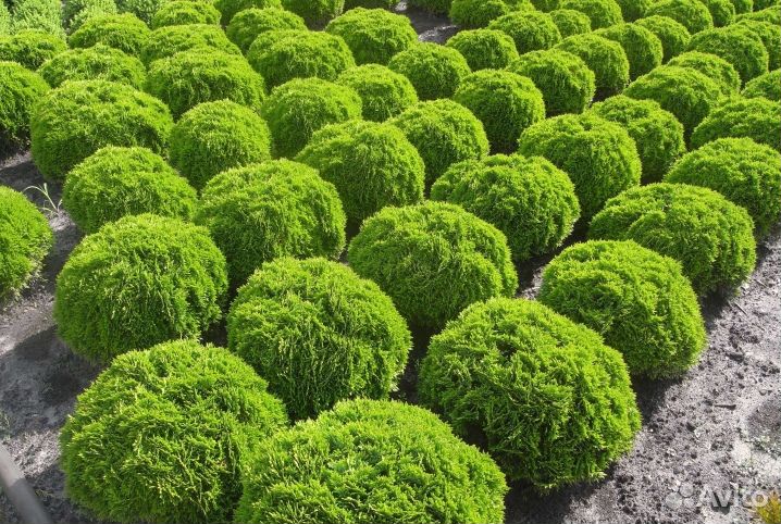 Саженцы туи Даника