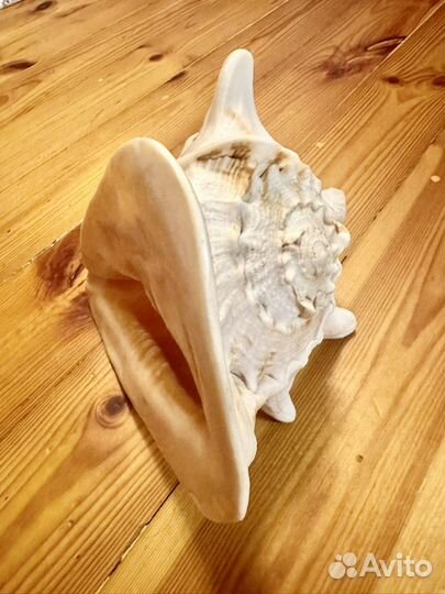 Ракушка морская большая