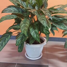 Aglaonema Calypso, Аглаонема Мария