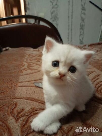 Шотландская