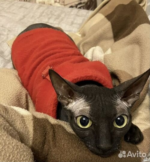 Донской сфинкс