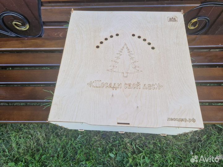 Сеянцы ели зкс оптом