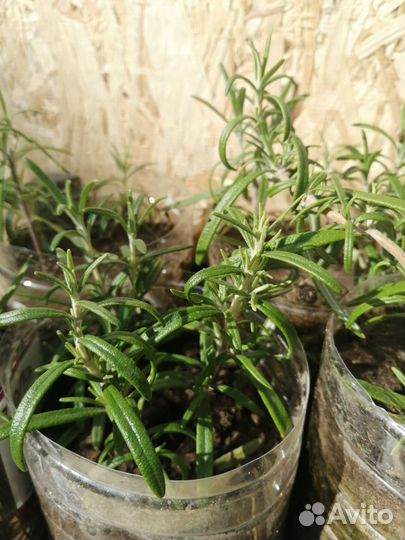 Розмарин саженцы