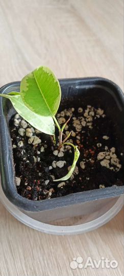 Фикус бенджамина