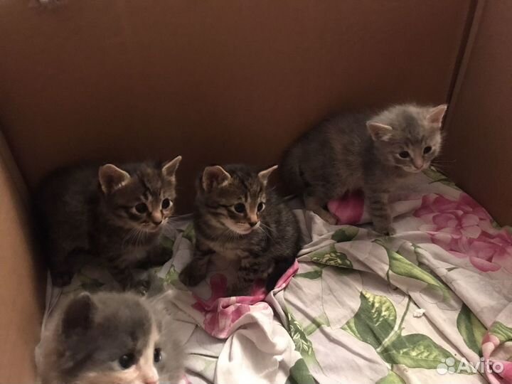 Кошки в добрые руки