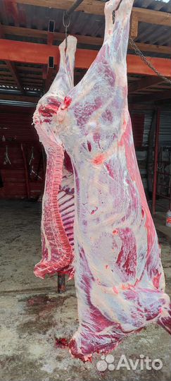 Мясо на Садака,Хьакъикат